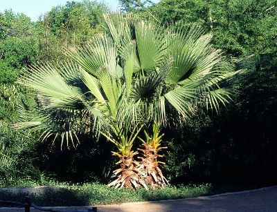 sp-washingtonia.jpg