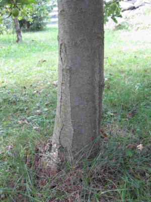 Stamm.jpg