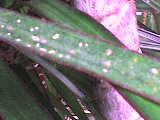 florida ghost kaufen Philodendron 'Florida Ghost' (Babypflanze)  Secret Garden Plant Shop