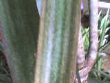 andere name der eibe Heimische Eibe main image 1