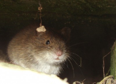 11.08.2009 höhlenmaus.jpg