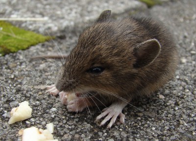 11.08.2009 hunger hat er ja.jpg