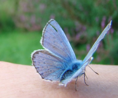 12.08.2009 anhänglich1-1.jpg