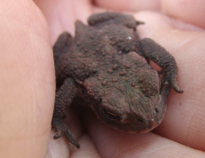 12.08.2009 krötchen1-1.jpg