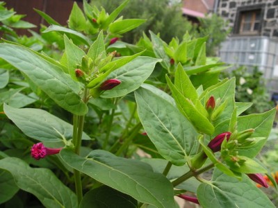 130809 015_Bildgröße ändern.jpg