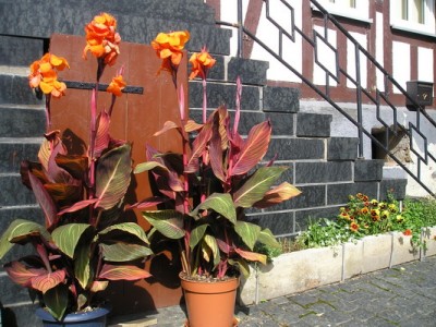 P8110013_Bildgröße ändern.JPG