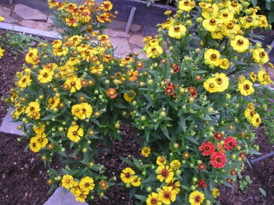 130809 007_Bildgröße ändern.jpg