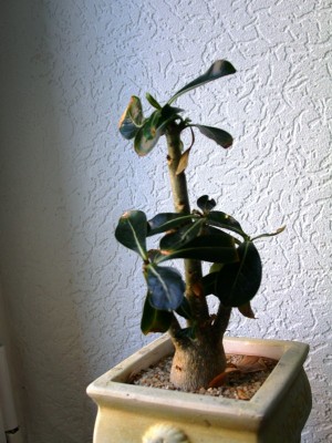 PICT0545.JPG