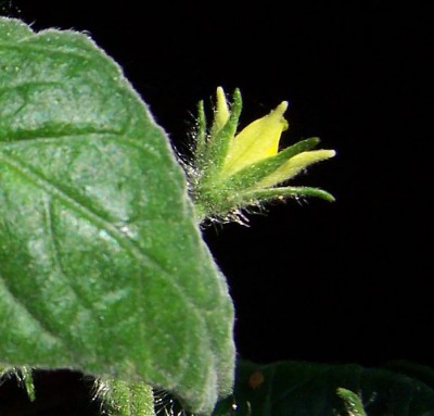 Tomatenblüte.jpg