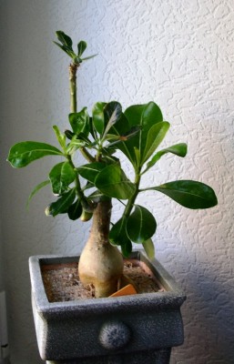 PICT0544.JPG