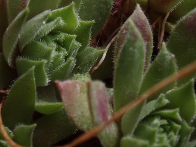 Sempervivum 058.JPG