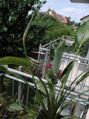 Streli 15Aug09.JPG