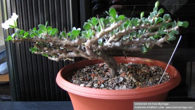 IMG_1899_klein.jpg
