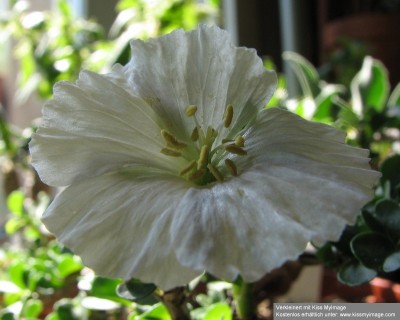 IMG_1876 Sarcocaulon vanderietiae_klein.jpg