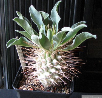 IMG_1898 Pachypodium namaquanum 01_klein.jpg