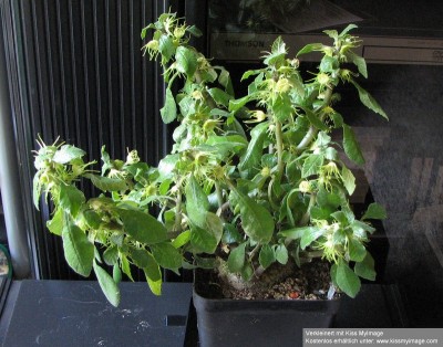 IMG_1904 Dorstenia  zanzibarica_klein.jpg