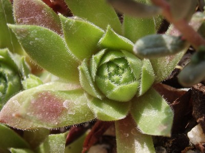 Sempervivum 053.jpg