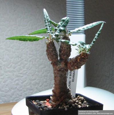 IMG_1907 Dorstenia crispa var lancifolia_klein.jpg