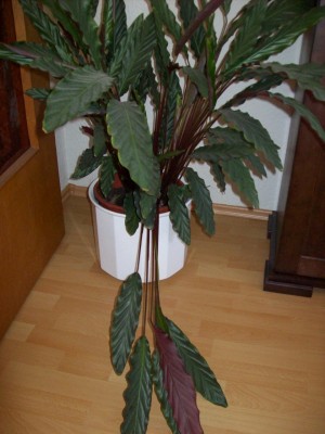 100_1845.jpg