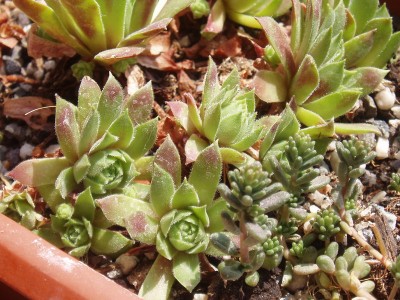 Sempervivum 051.jpg