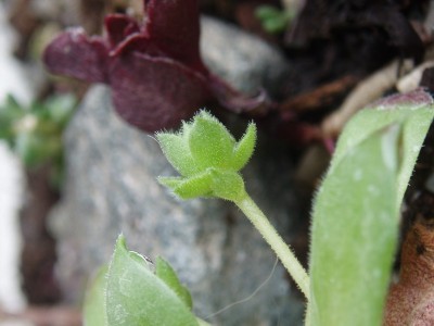 Sempervivum 034.jpg