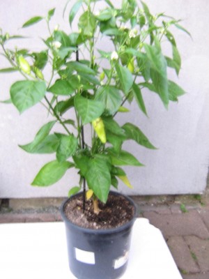 AW-Chili.JPG