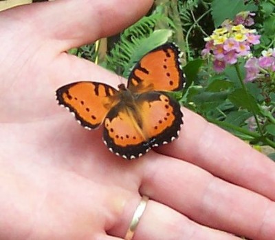 schmetterling.jpg