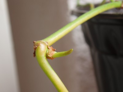 Philodendron scandens 050.jpg