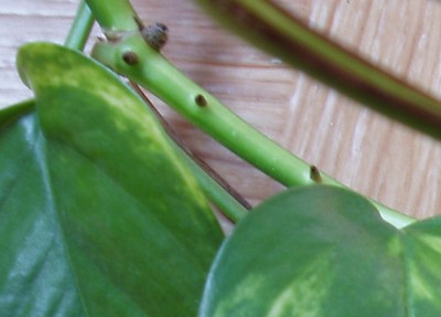 Scindapsus aureus 'golden pothos' 004x.jpg