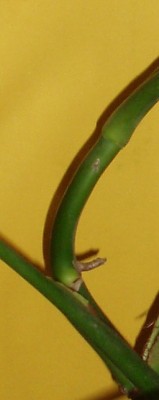 monstera deliciosa 021x.jpg