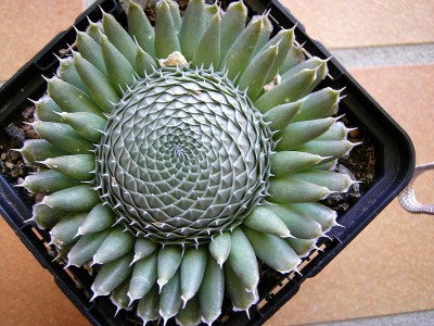 Orostachys.jpg