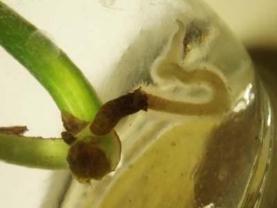 Scindapsus aureus 'golden pothos' 009.jpg
