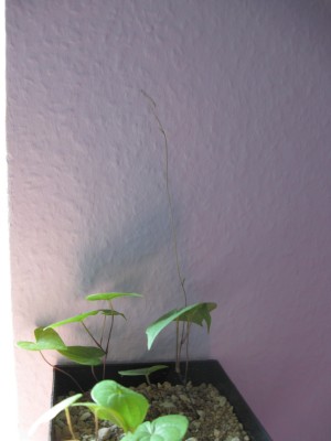Dioscorea sylvatica.jpg