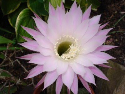 August 2009 055.jpg