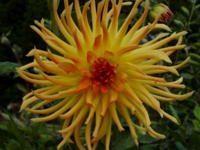 Dahlie Wagschal´s Goldkrone.jpg