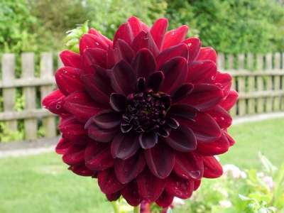 Dahlie Arabain Night.jpg