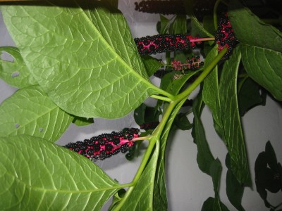 142-4231_IMG.JPG