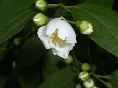 falscher Jasmin2.jpg
