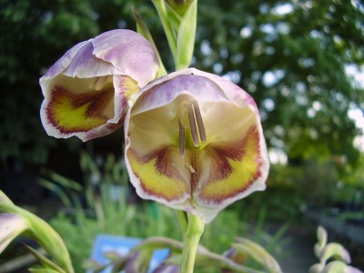 Gladiolus papilio.JPG