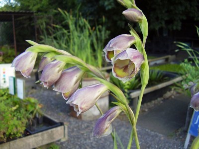 Gladiolus papilio (2).JPG