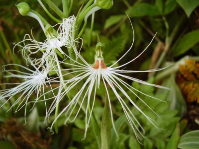 Habenaria medusa (4).JPG