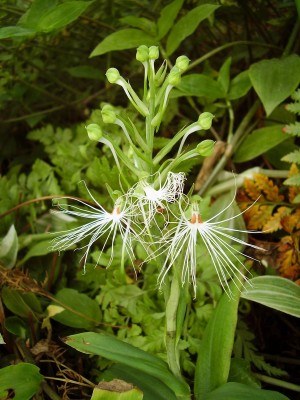 Habenaria medusa (3).JPG