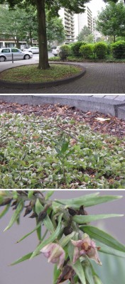 Epiractis-helleborine-Köln-Wohngebiet-Wiener-Weg.JPG