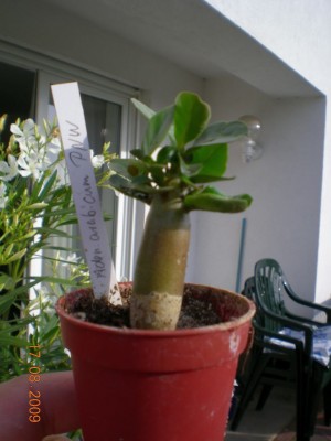 DSCN54760001.JPG
