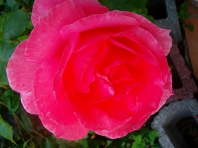 Rose-rosa-2.JPG