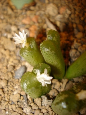 Blüte 2.jpg
