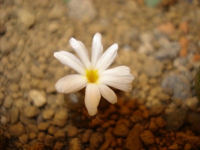 Blüte 1.jpg