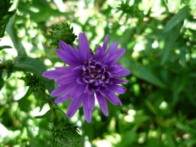 Aster.JPG