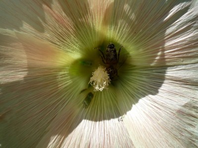 Stockrose mit BesucherMakro.JPG