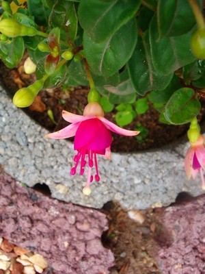 Fuchsie-rosa.JPG